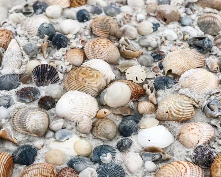 Shells That We Have Found At Mexico Beach