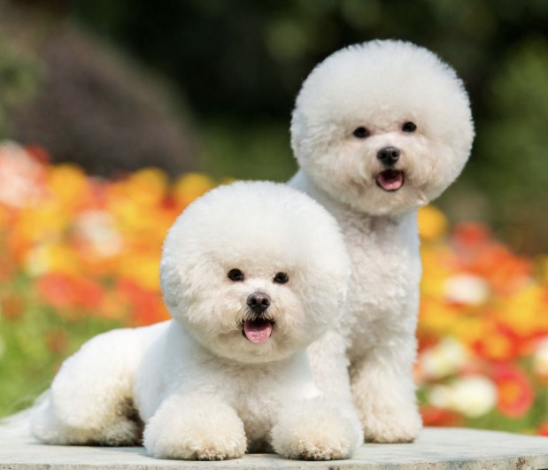 Non shedding hypoallergenic small dogs only 
30 pounds and under