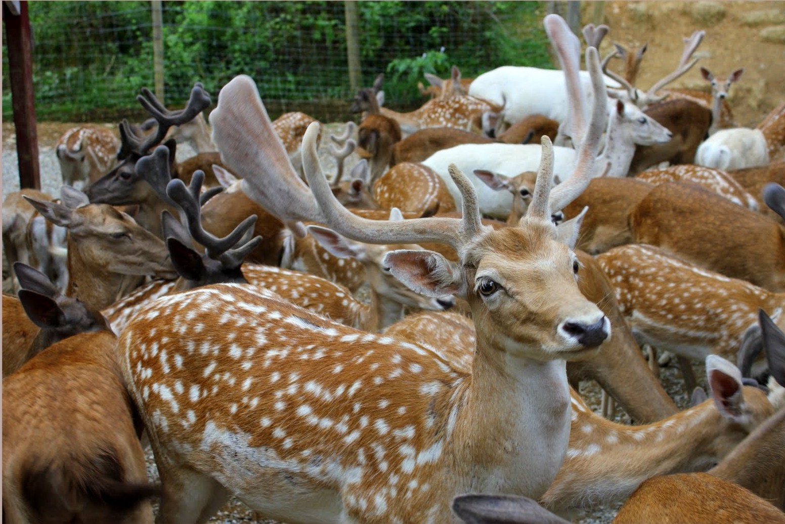 deer farm zoo