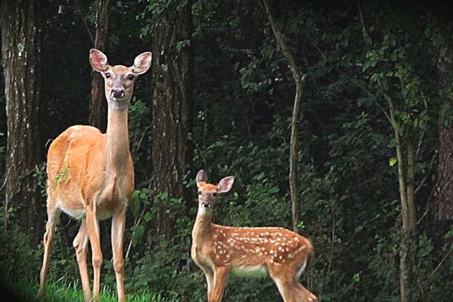 Morning visitors