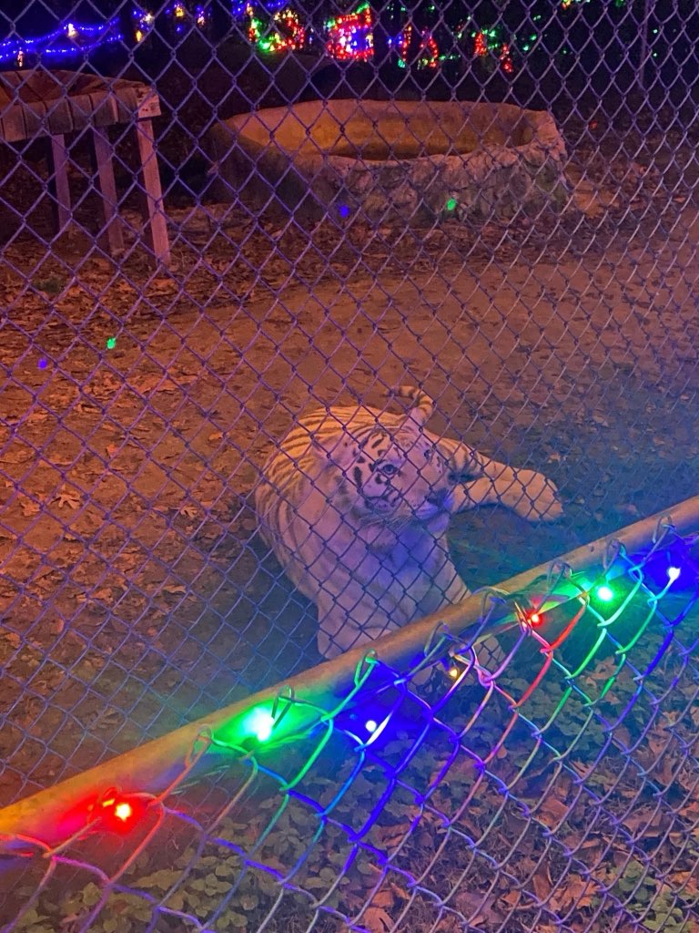 Even our tigers enjoy the holiday lights!