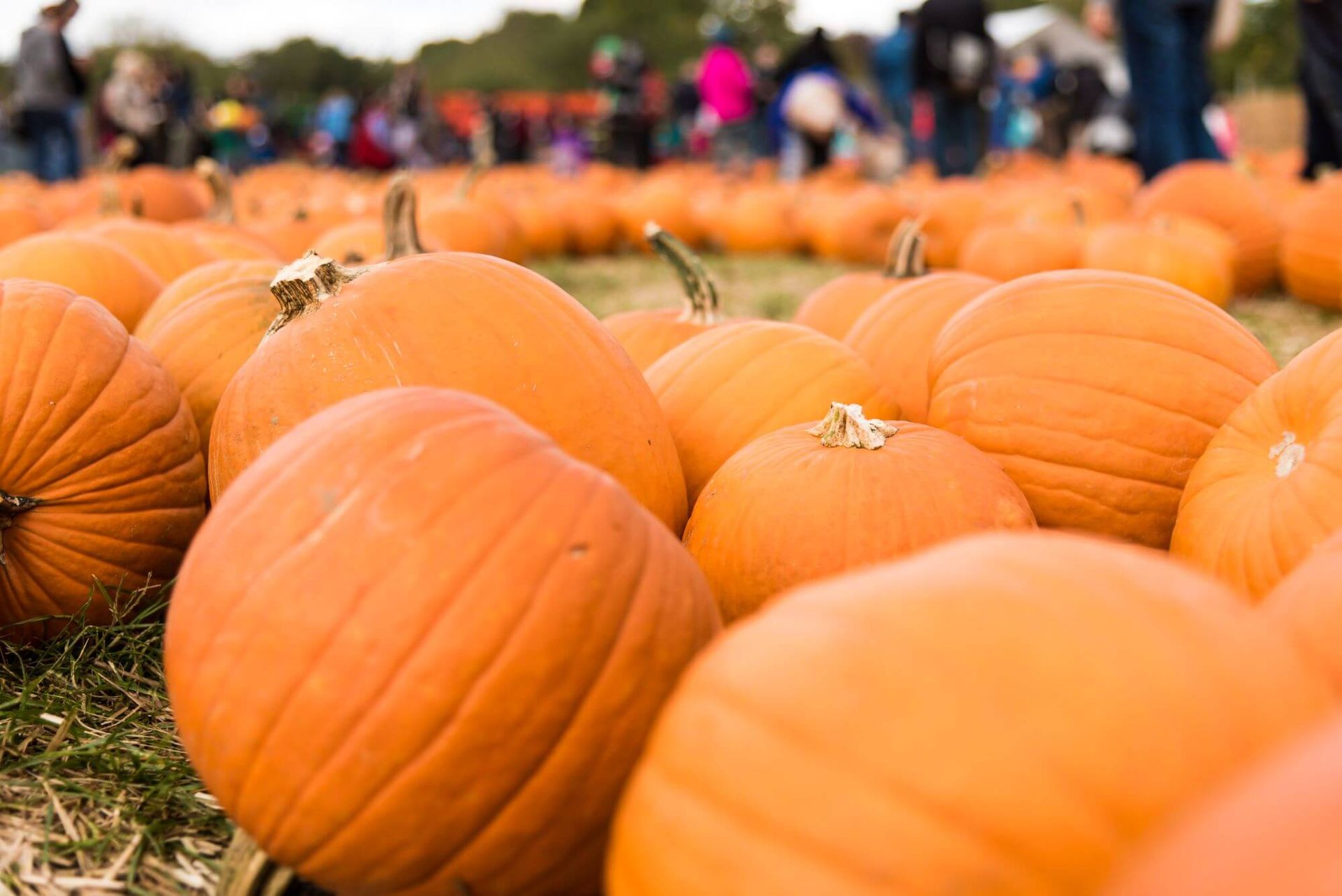 Spend a fun fall day pumpkin picking at Bennett Farms — just a 20-minute drive from the property!