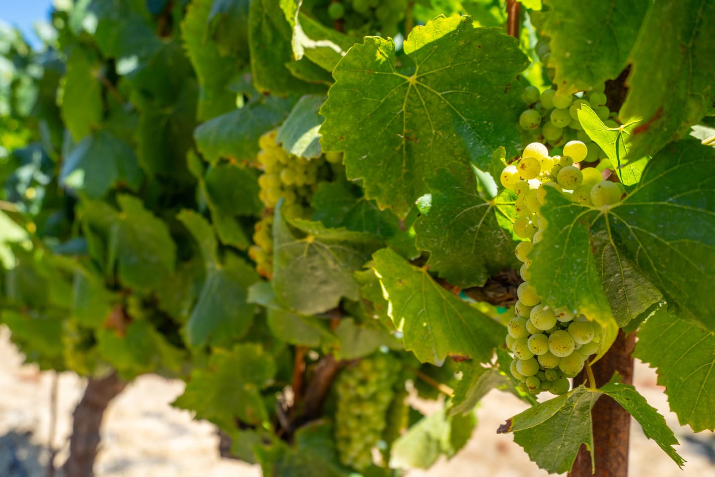 Savoring the opulence of vineyard life, one grape at a time.