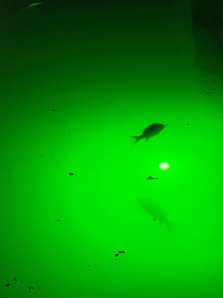 Fish lights by dock