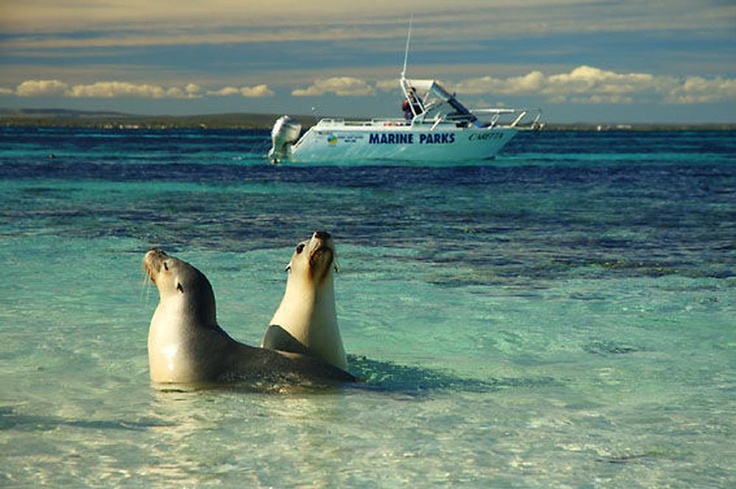 Swim with the sea lions & marine life, or join the Sea Lion Tour in Jurien Bay only 10 mins away