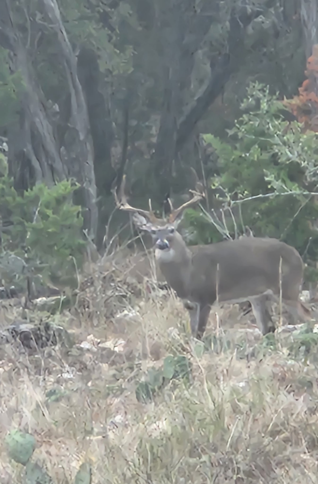 Deer visit the property daily 