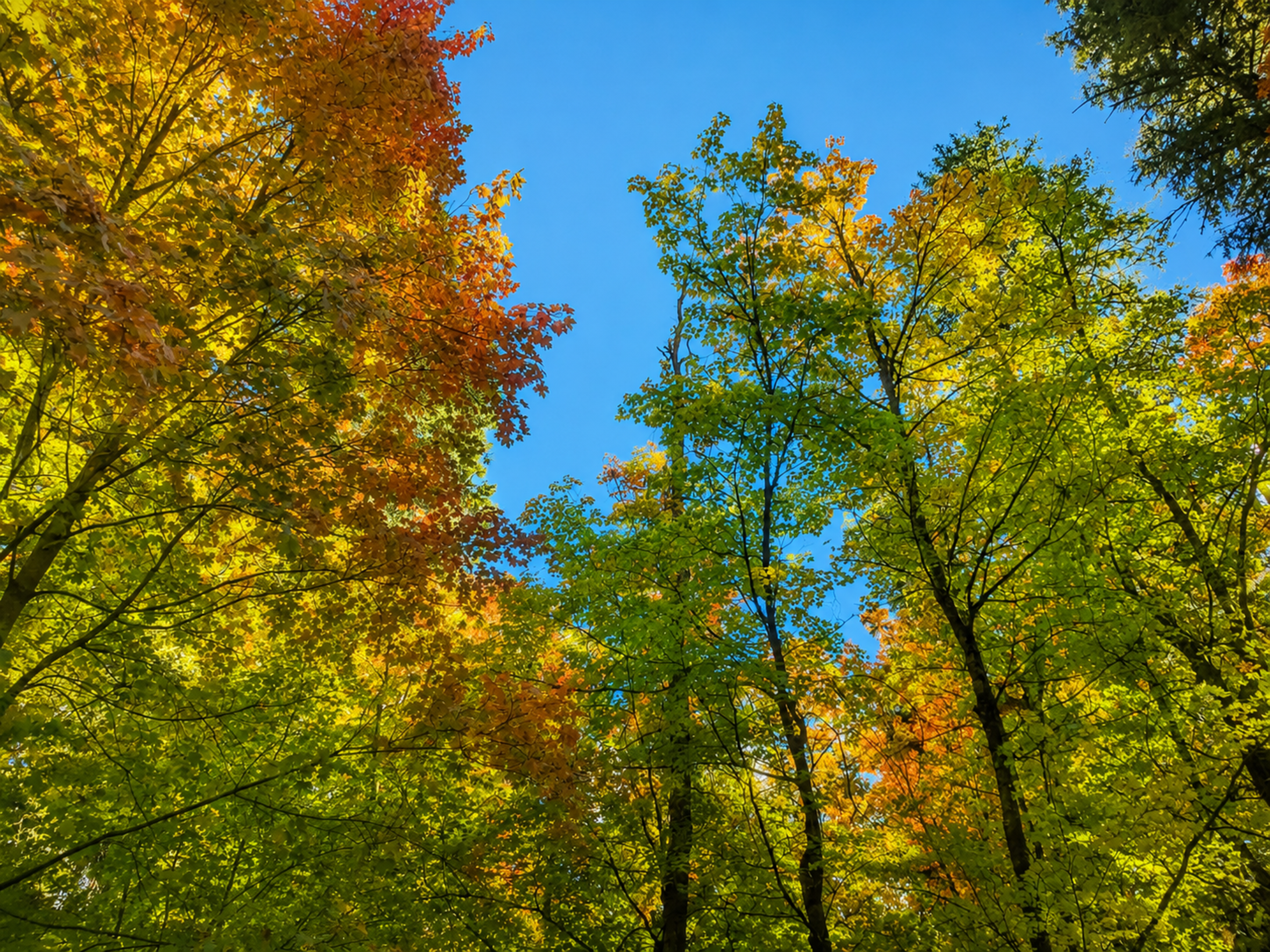 Mt. Lemmon is only a short drive away. Escape the summer heat or experience great fall colors.