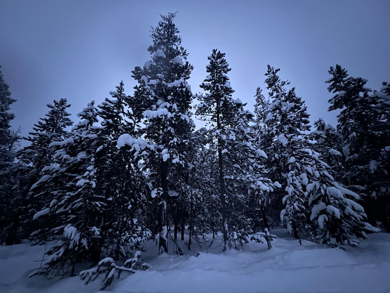 Beautiful pine forest surrounding the cabin. 1 acre lot.