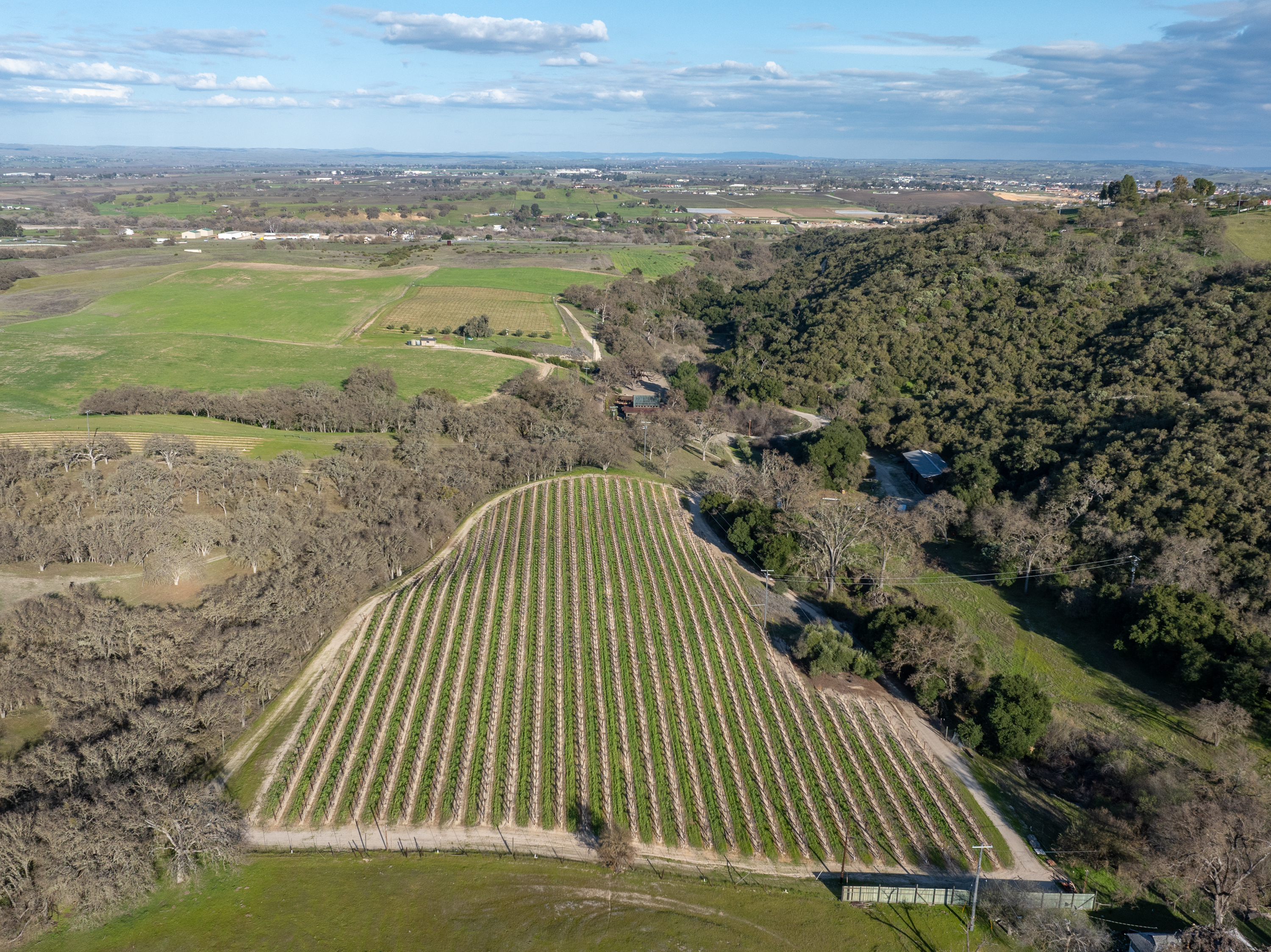 Vineyard views of Oaks & Madeira
