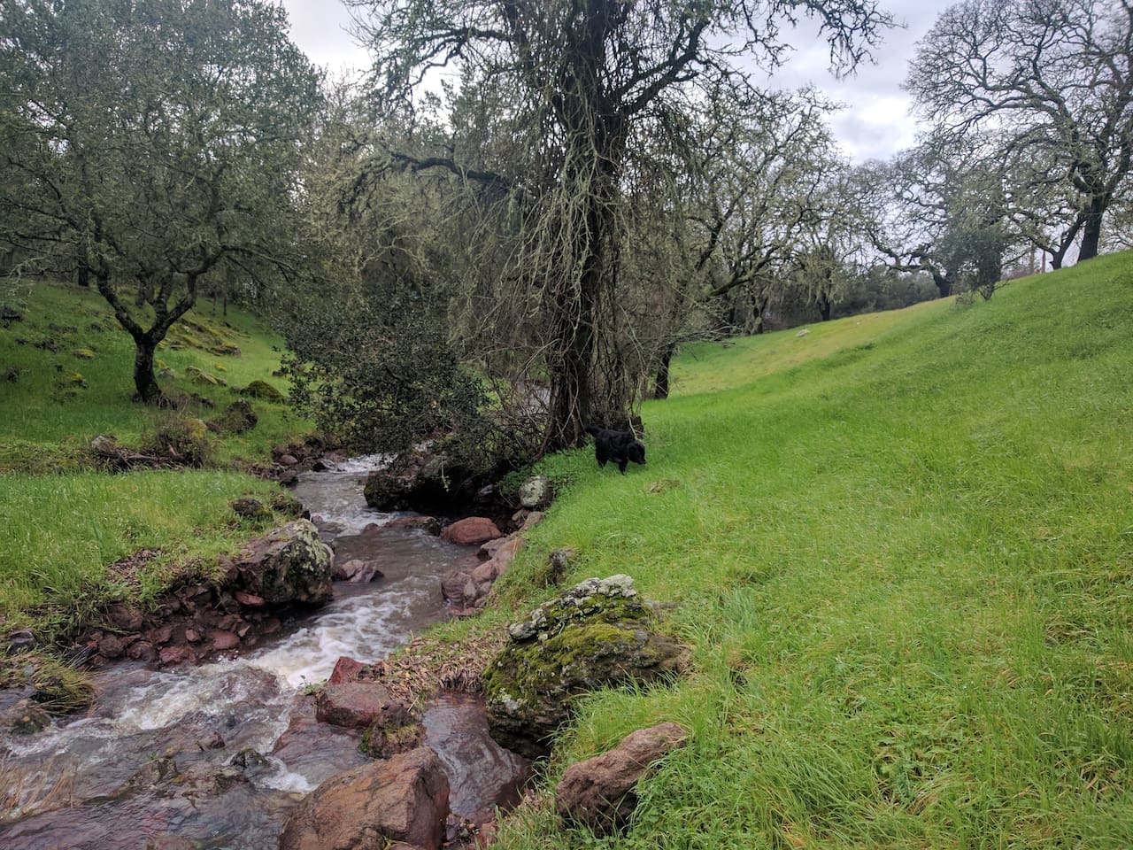 Backyard view with small creek.
