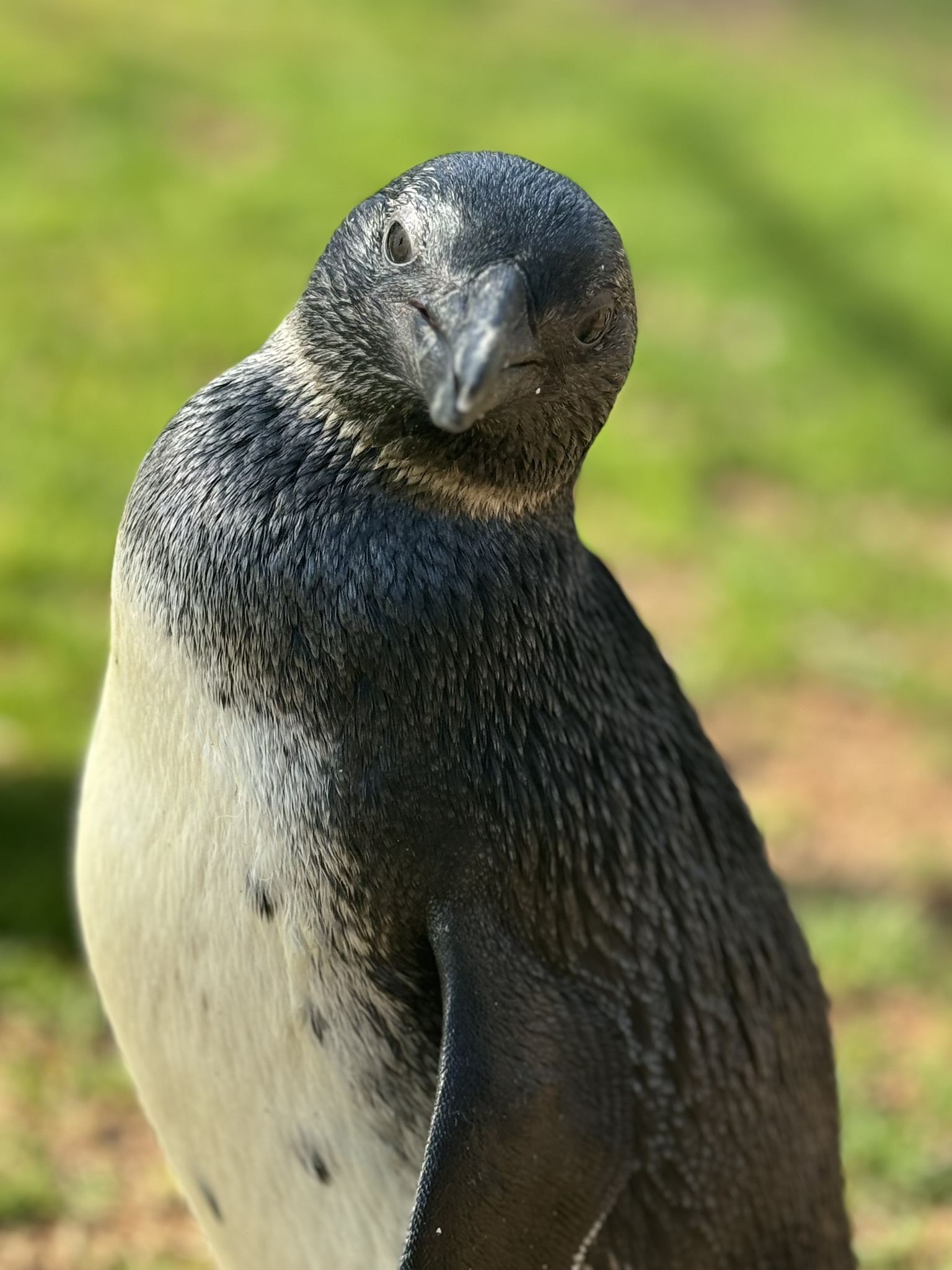 Waddle on over and see our playful penguins!