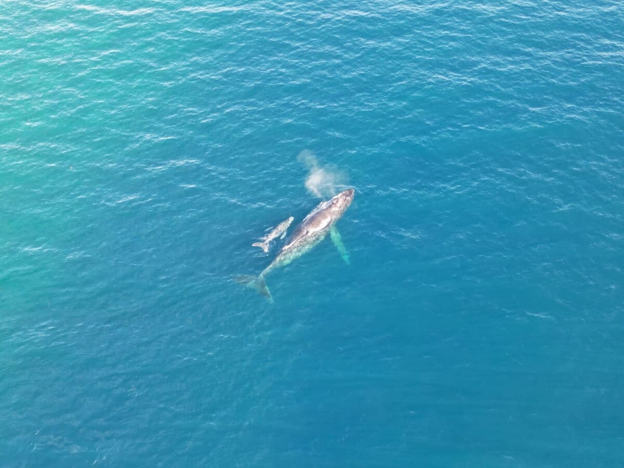Mother humpback whale and baby humpback whale picture taken by Airbnb guest, David, in Feb 2024 from the home's enclosed private beach