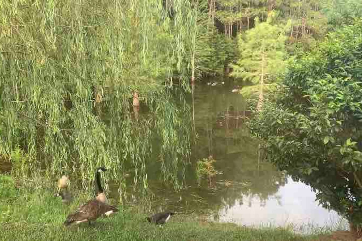 View from Guest Queen bedroom on a day the geese decided to visit.