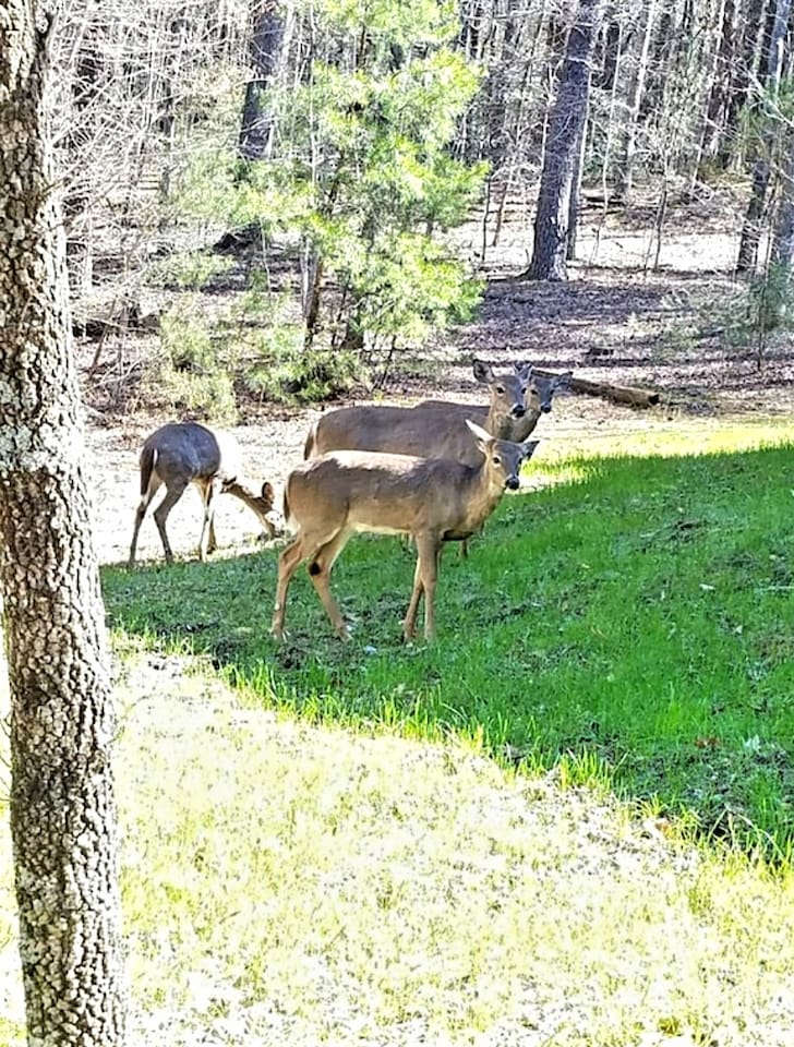 Some morning visitors
