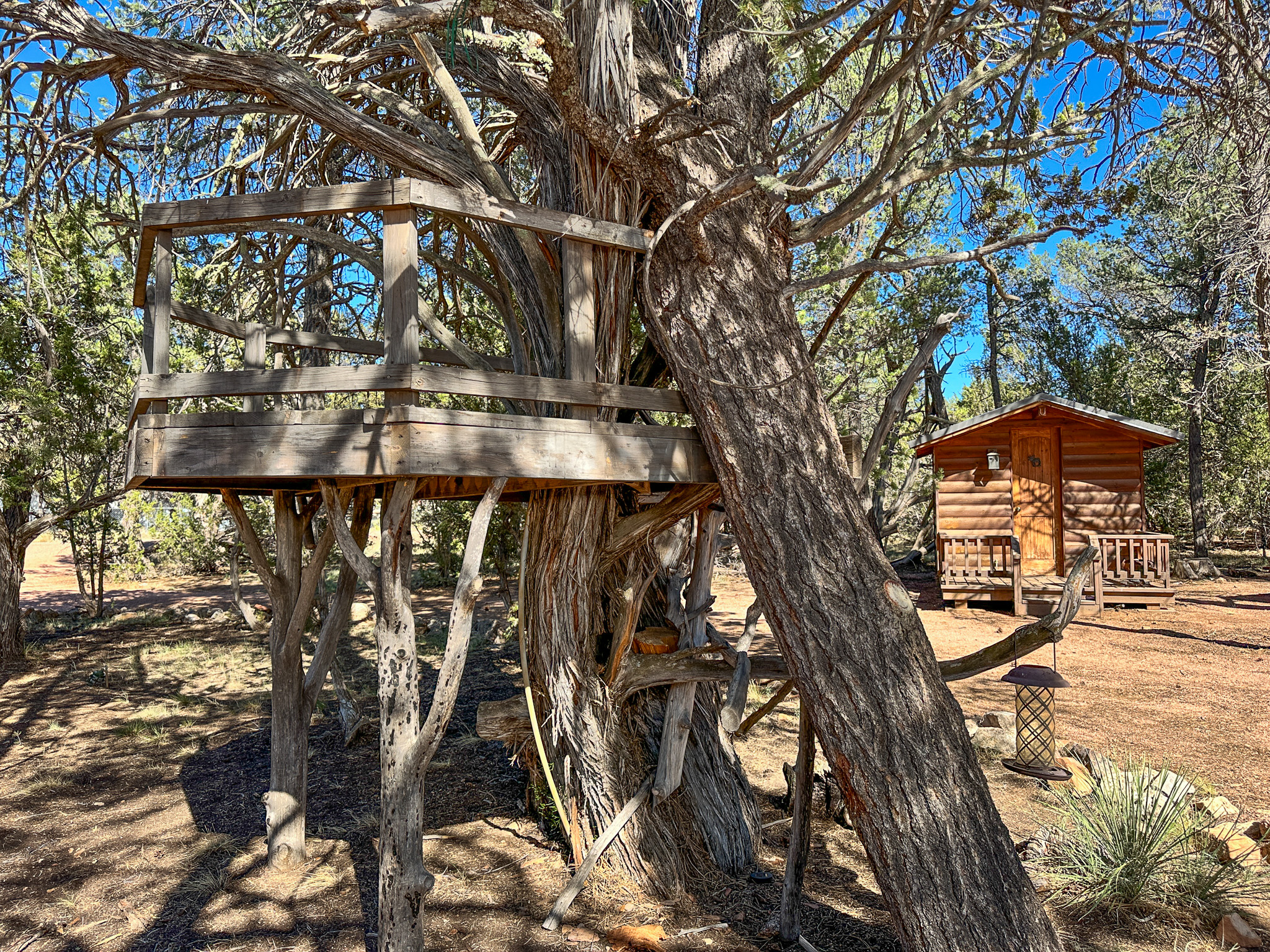Kids will love the crooked pine tree fort