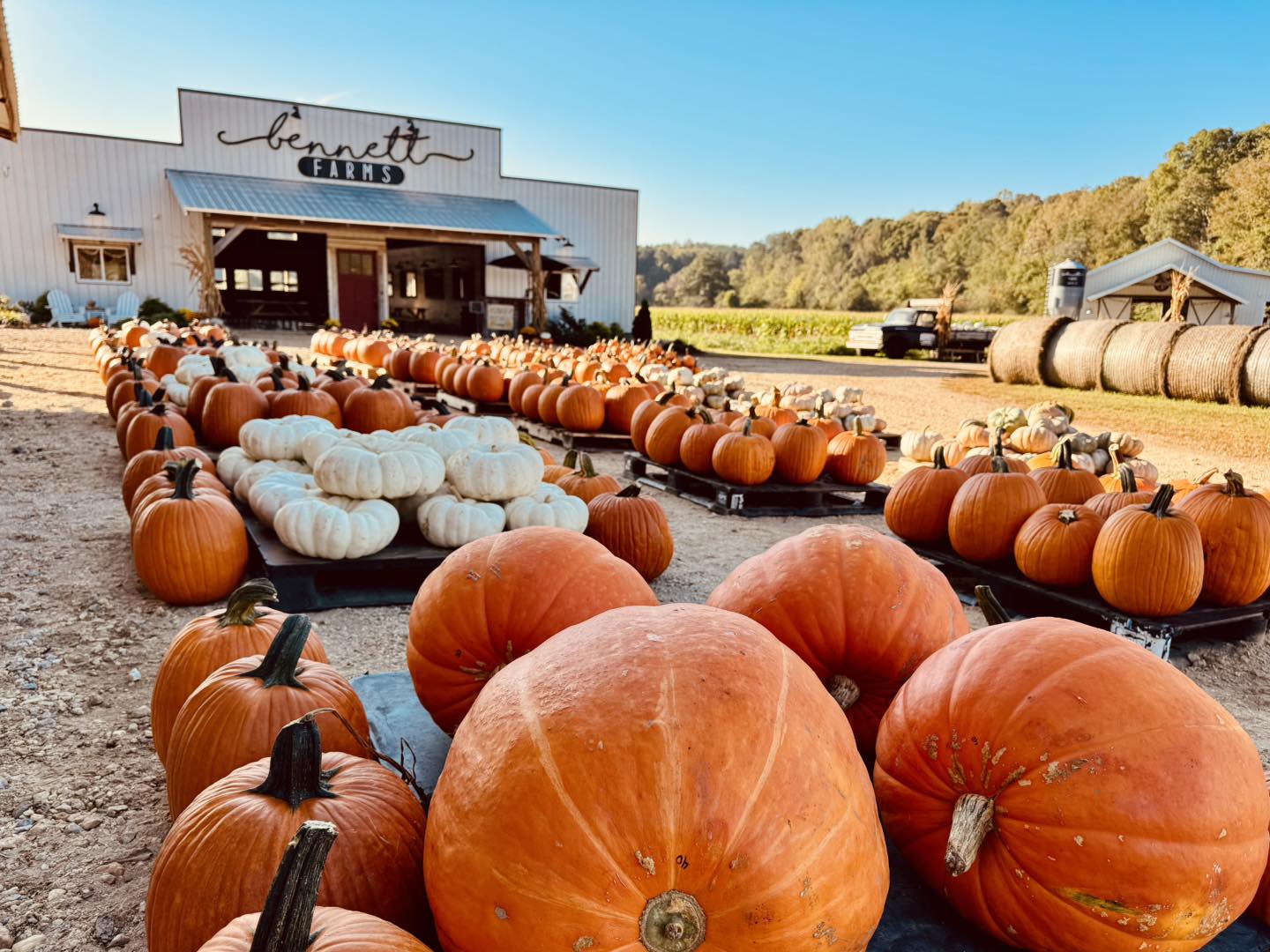 Spend a fun fall day pumpkin picking at Bennett Farms — just a 25-minute drive from the property!