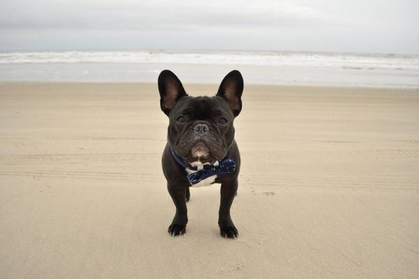 Pets welcome — bring your pup!