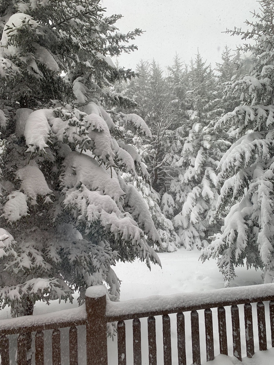 The spruce trees around Loggers Run catch the snow perfectly!