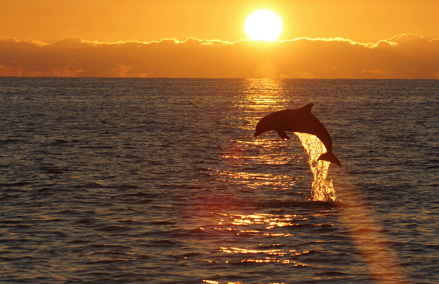 Dolphin jumping during a sunset cruise in Englewood, Florida.