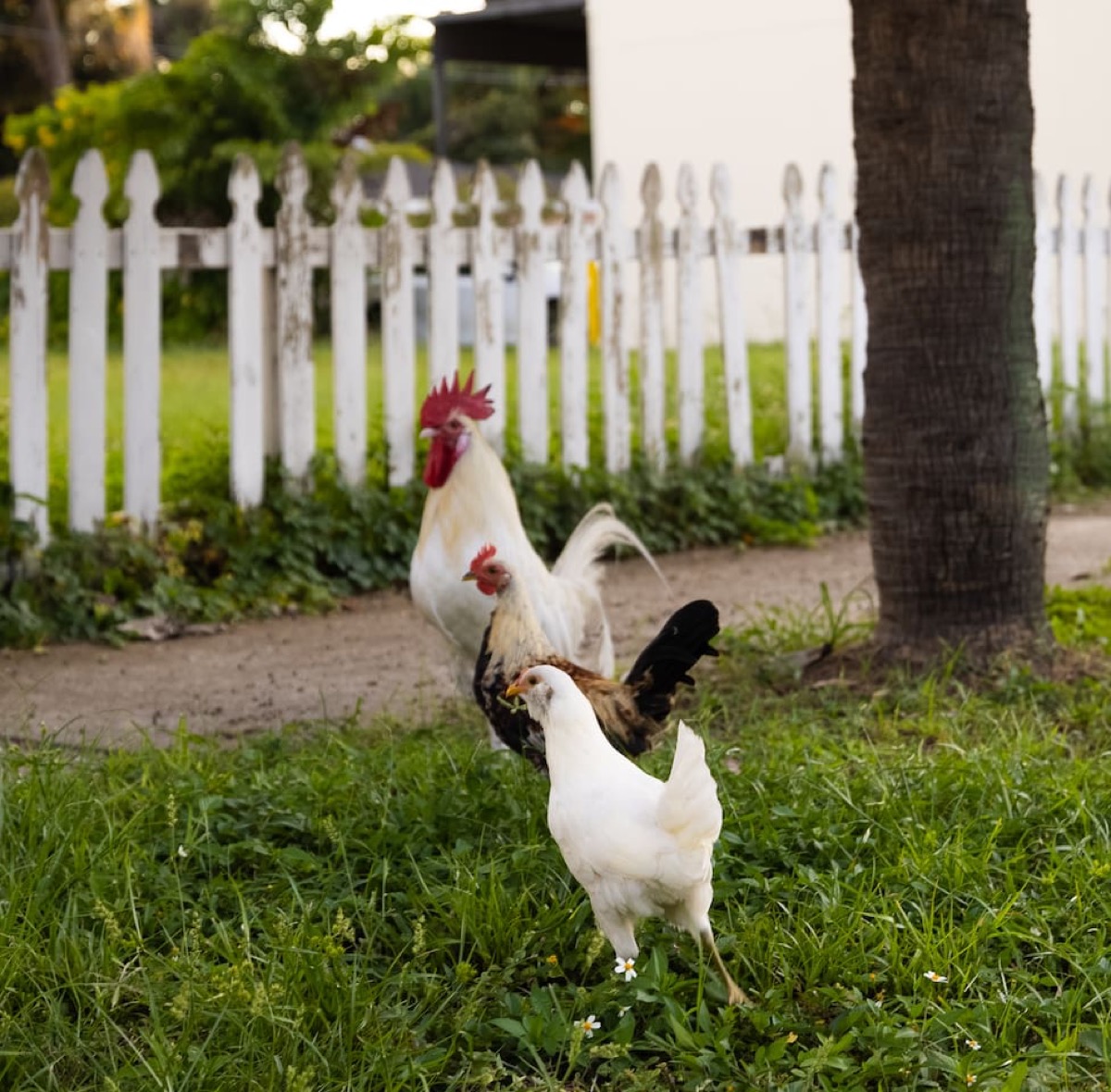 Ybor City’s famous free-roaming chickens, a beloved neighborhood sight near Ybor Roost.
