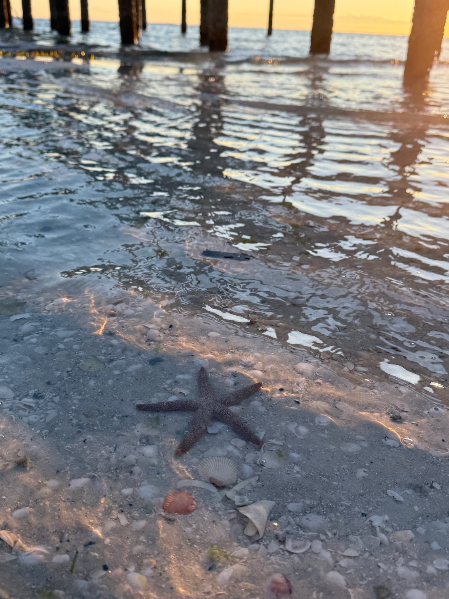 Discover starfish and other live ocean creatures on a bay side sunrise walk