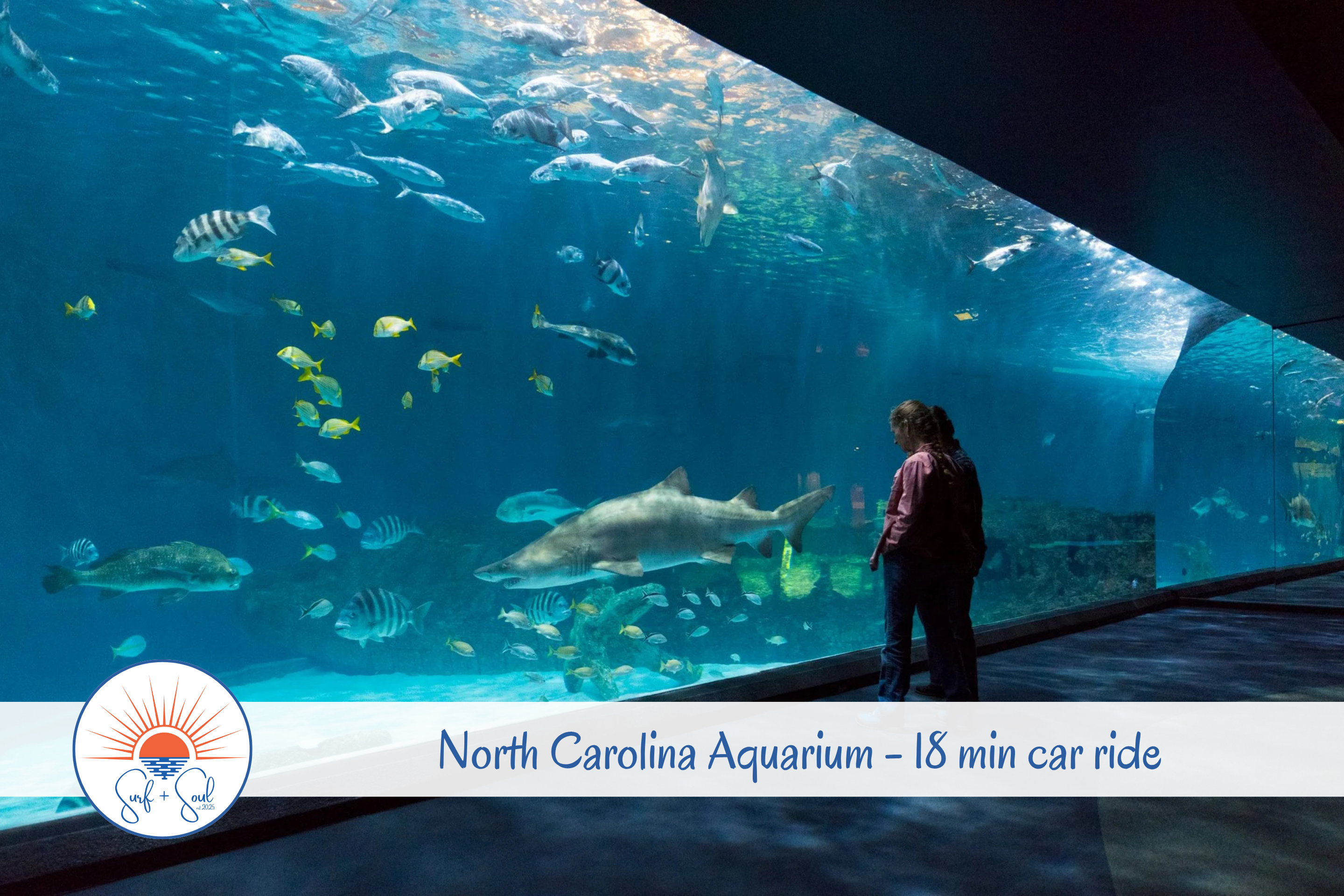 A fantastically fun outing for curious kids and ocean lovers alike - a favorite of ours!