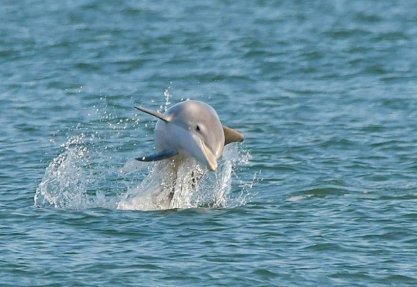 This exciting encounter showcases the local marine life, offering guests a chance to experience nature's beauty firsthand.