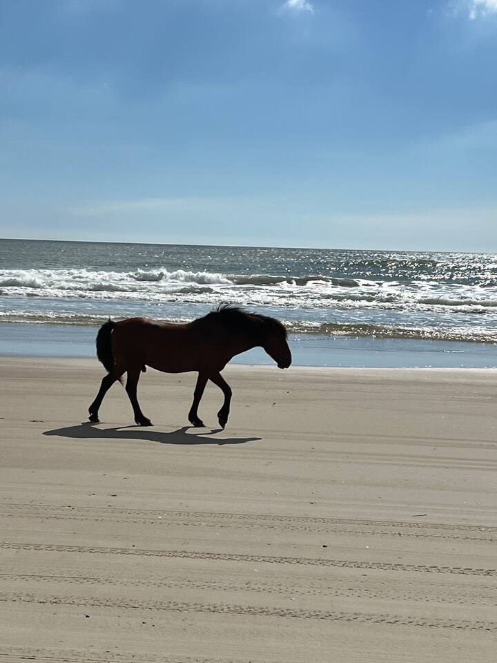 Driving down the beach next to a wild horse