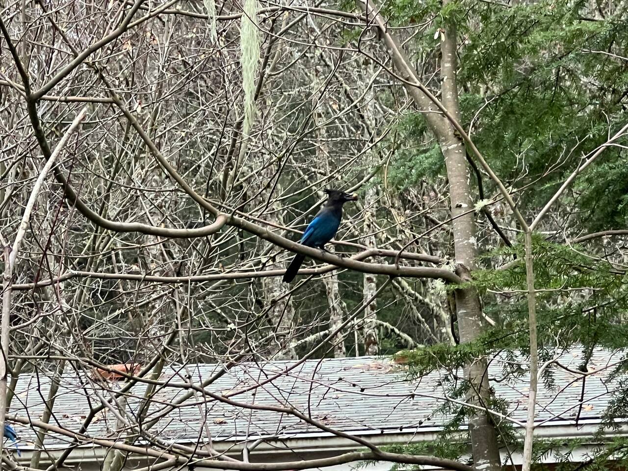 Look out for birds in the backyard. Several Blue Jays make our backyard their home and are seen at all times