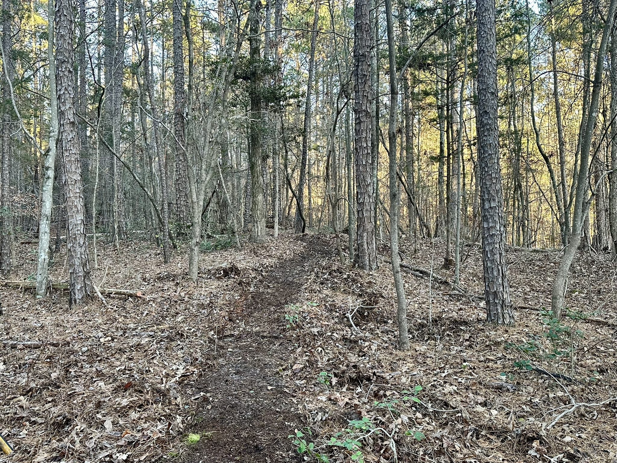 Trail to the Lake