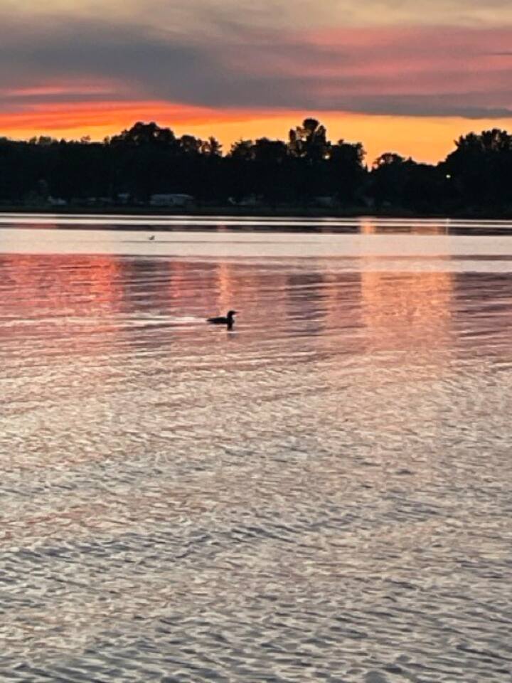 We are very luck to have a few loon couples on the lake