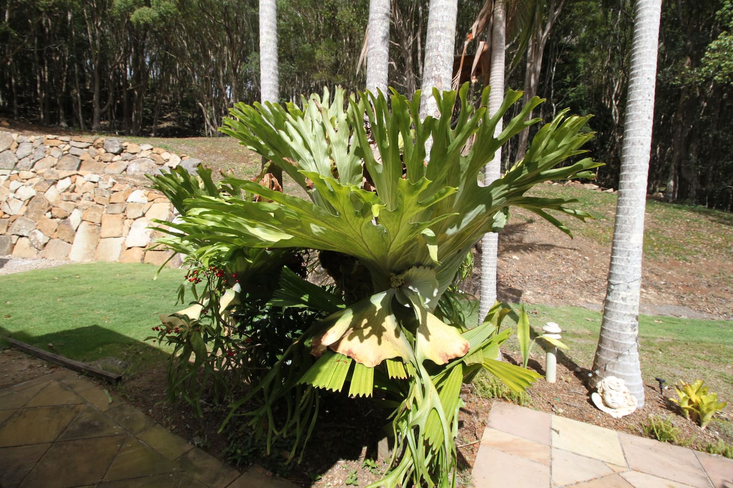 Staghorn view outside the back, you can see this from the bay window
