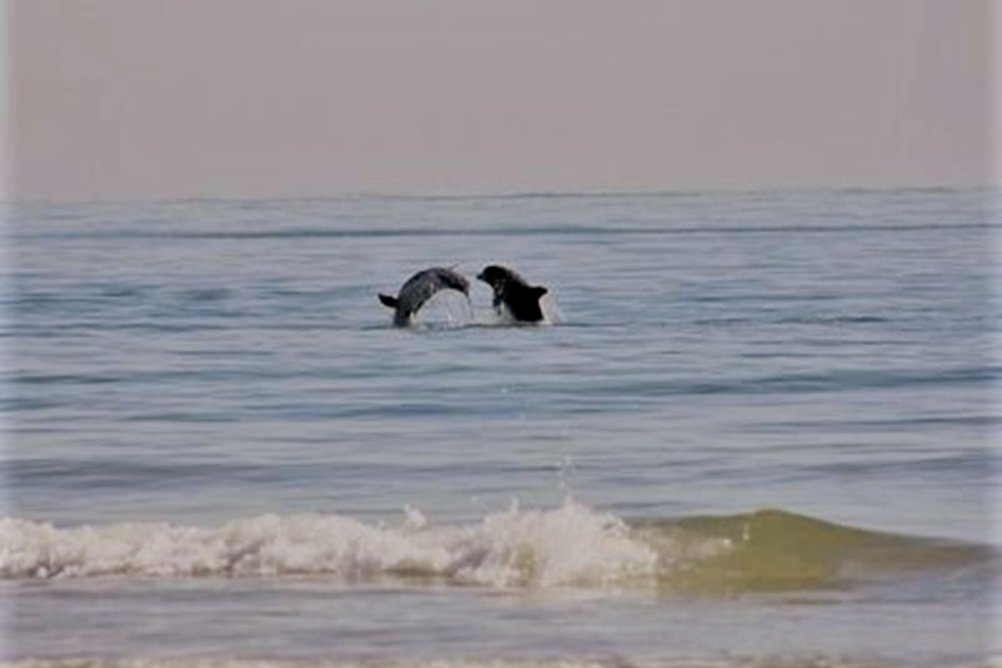 Live dolphin show!