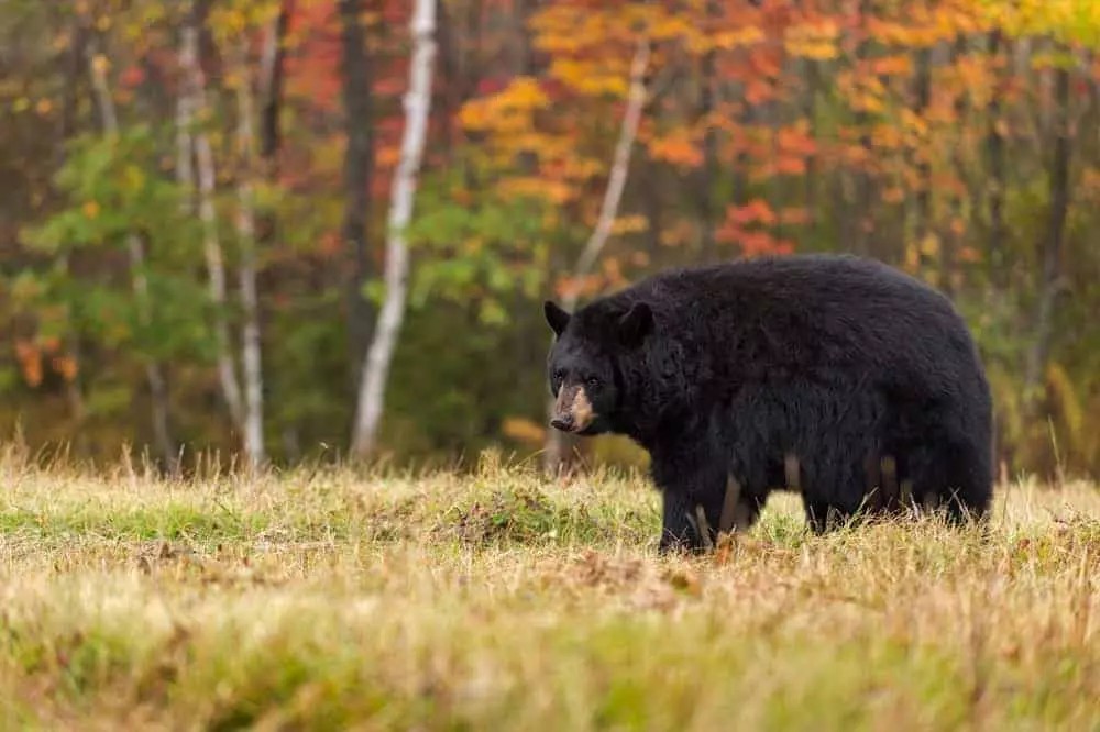 Black bear in Smoky Mountains during fall foraging season