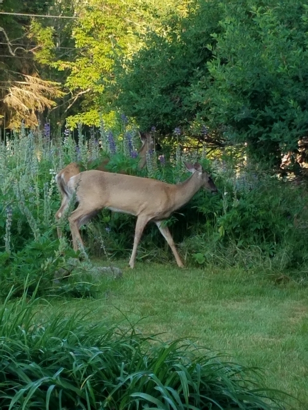 It’s common to see deer wandering through the gardens right outside your window. This quiet, natural setting is part of what makes staying here so special—you’re never far from the local wildlife that calls Acadia home.