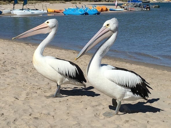 Local Pelican feeding nearby
