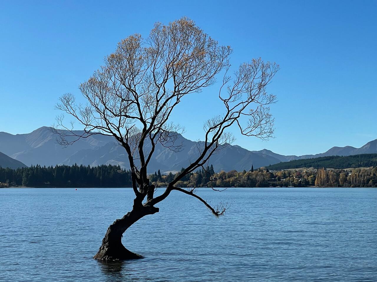 Visit the Wanaka tree (an easy drive to Wanaka). 