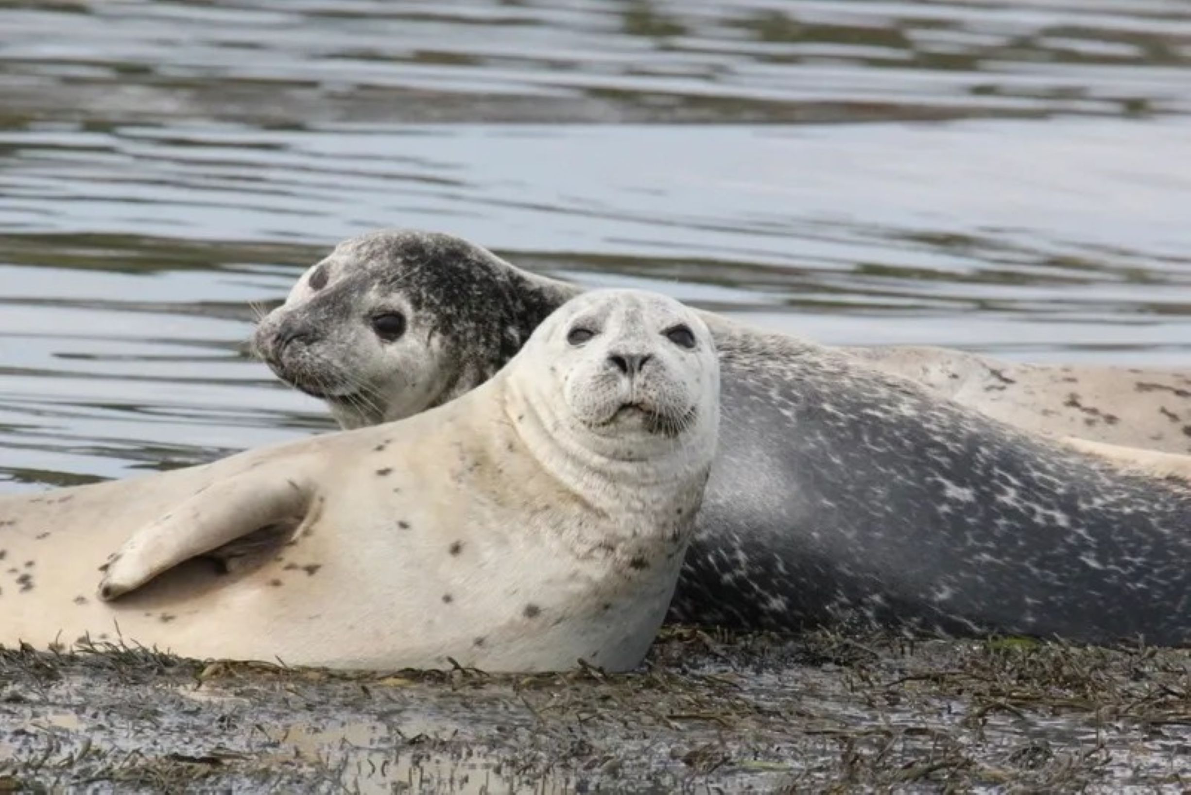 Seals
