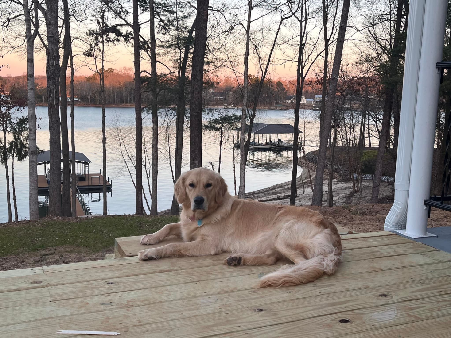 Pets welcome at Greens Cay