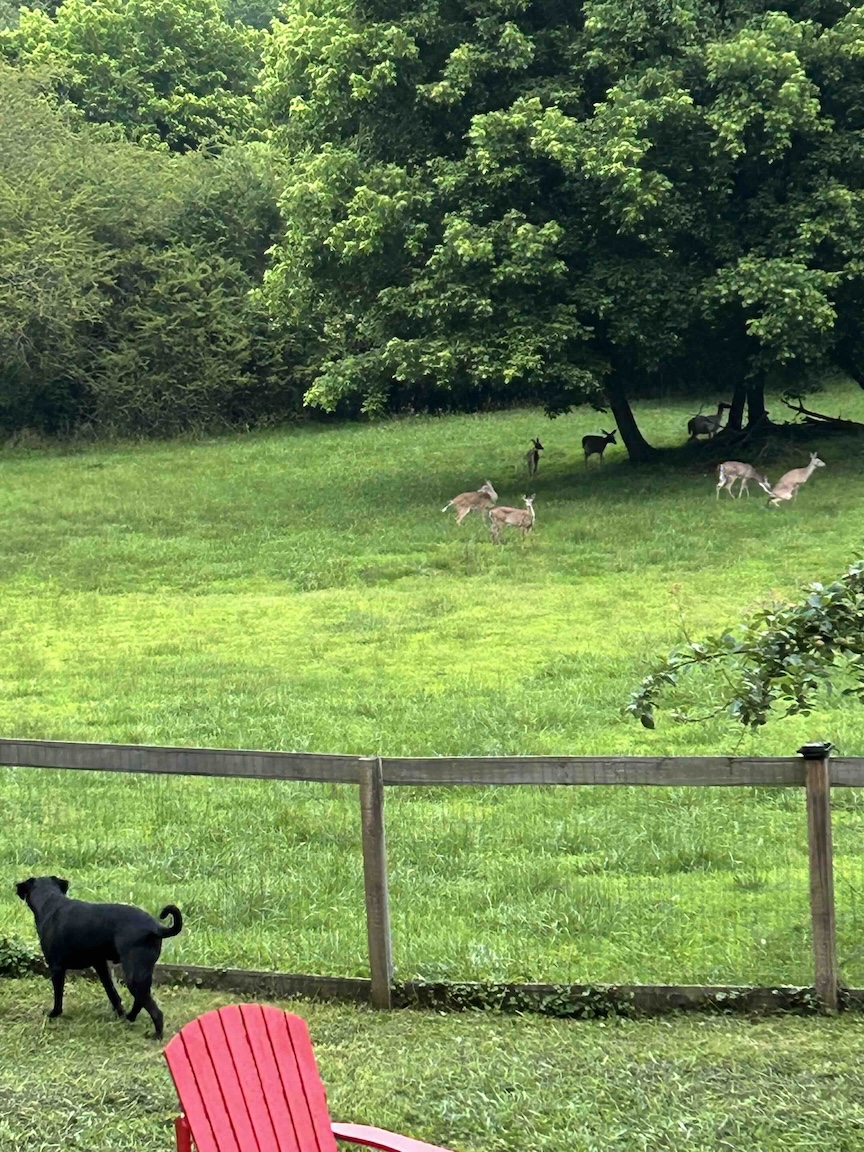 Always something to look at! Oh Deer!!