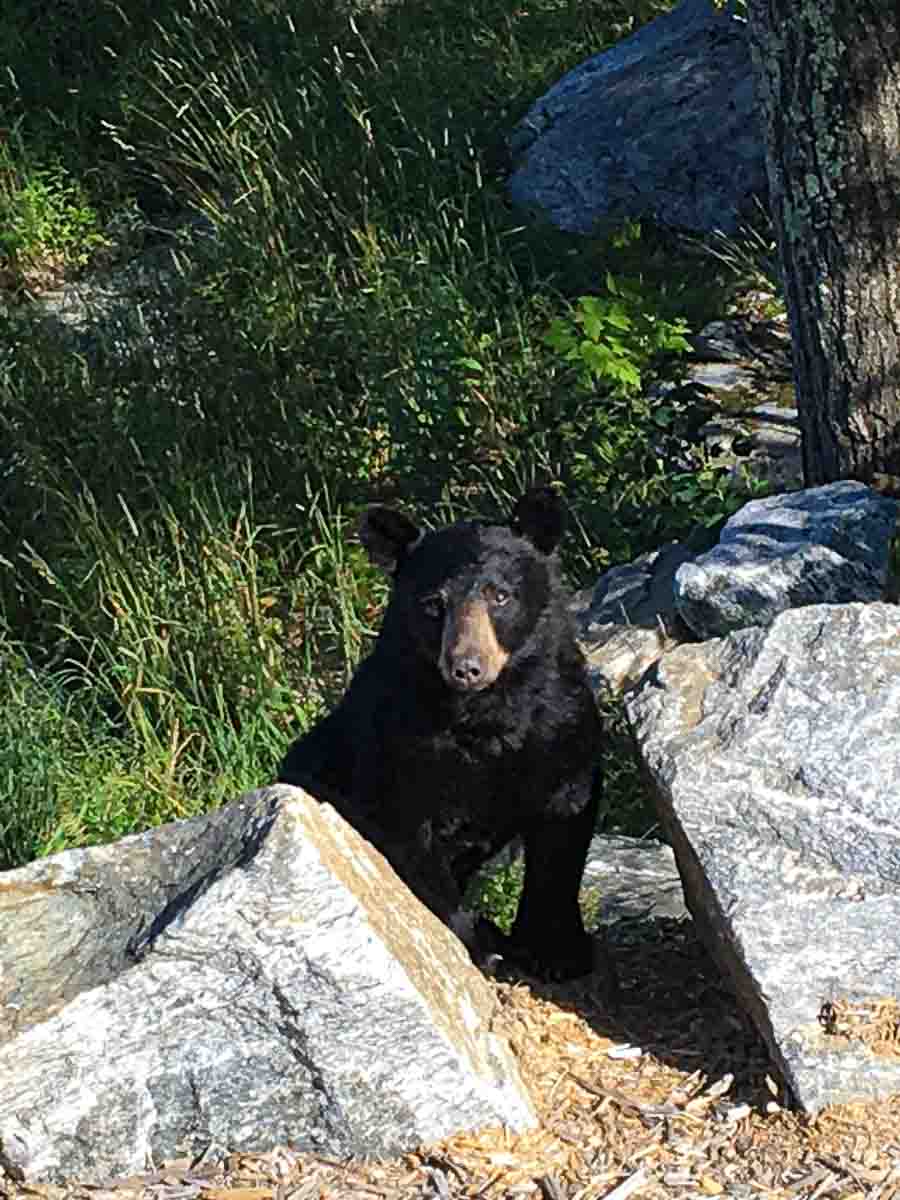 Black bear on the rocks at Sunset Falls Estate &mdash; 167 acres in the Berkshires