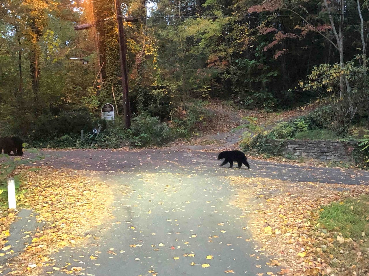 Taken by a guest on our street, October 2022.