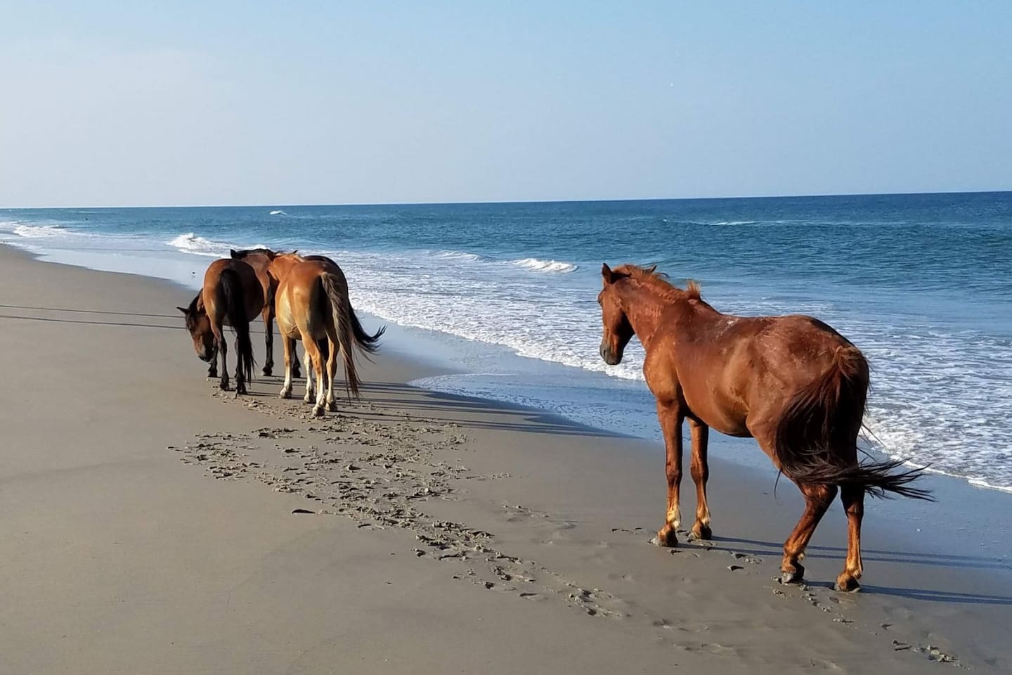 Witness exceptional beauty of the wild horses.