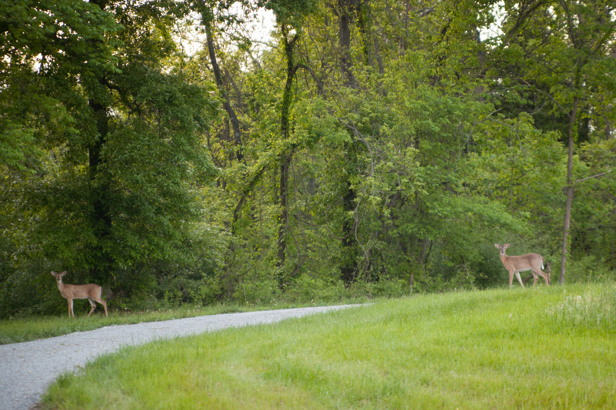 You can often times see deer roaming the grounds