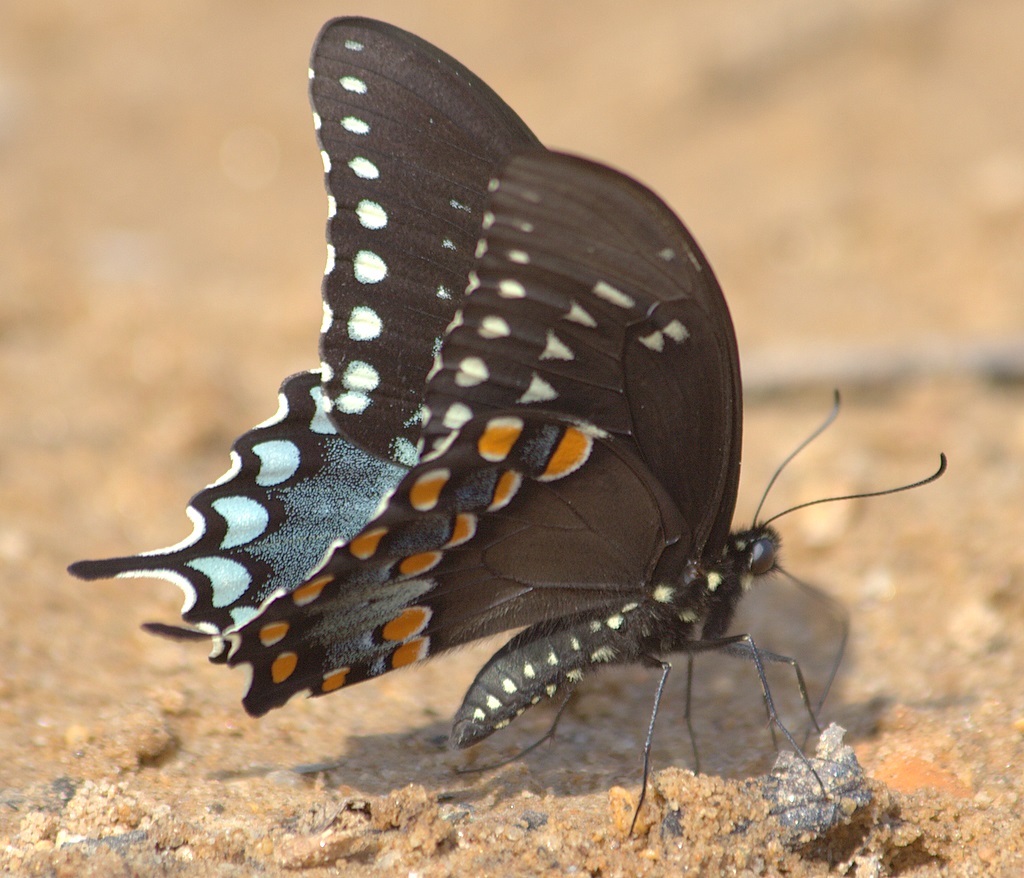 Spicebush Swallowtail