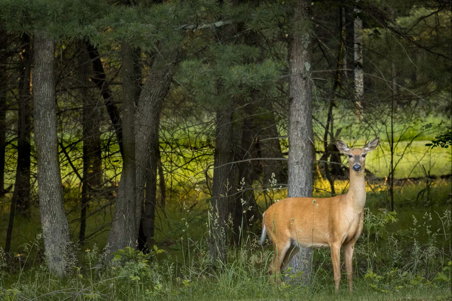Relax and enjoy the beauty of the North Woods