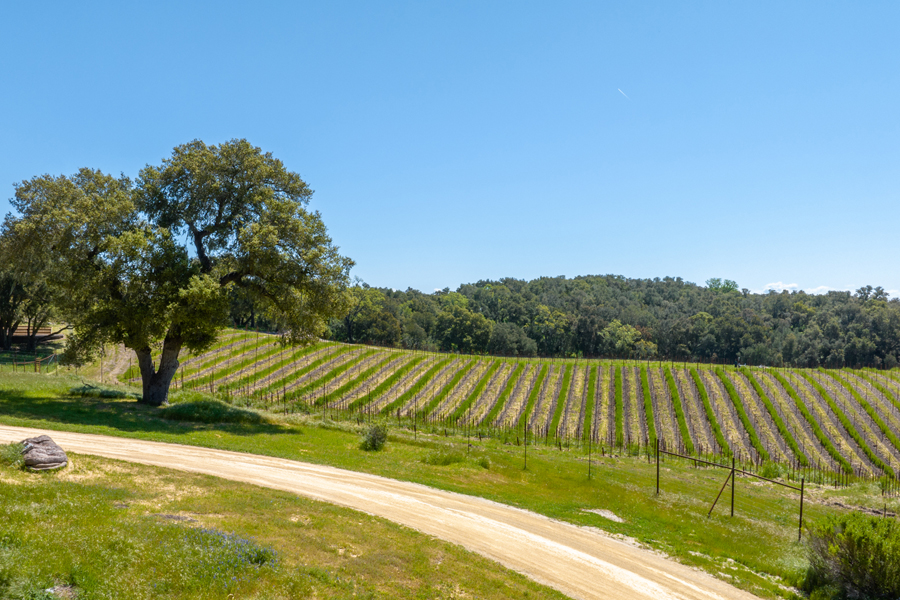 A picture-perfect setting that captures the essence of wine country living.
