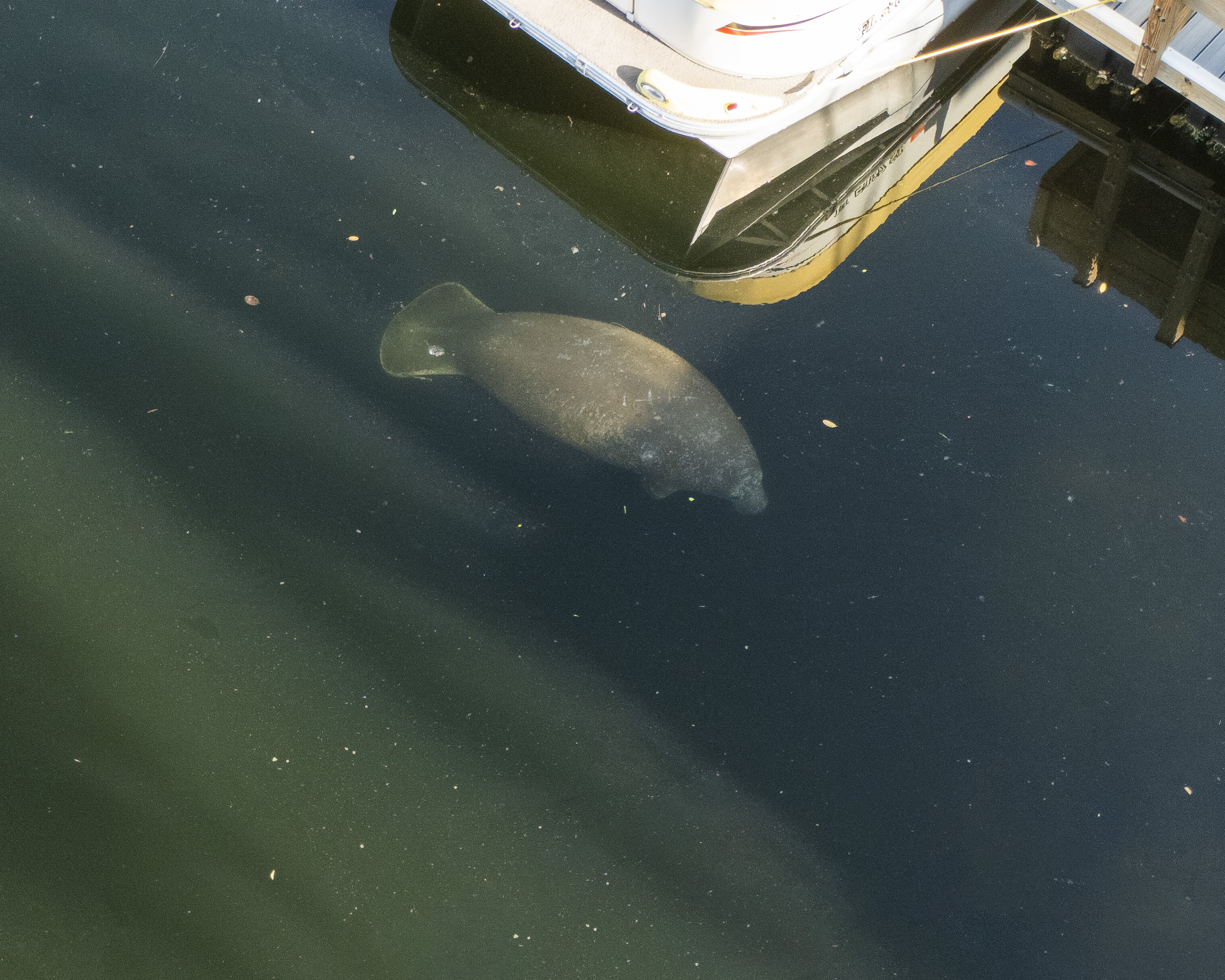 Manatee at our Dock