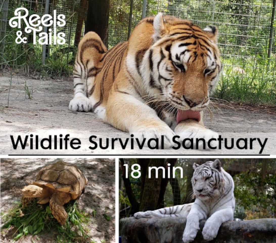 Wildlife Survival Sanctuary 18 minute drive. Learn about rescued animals, such as primates, big cats, and reptiles, and participate in educational programs.
