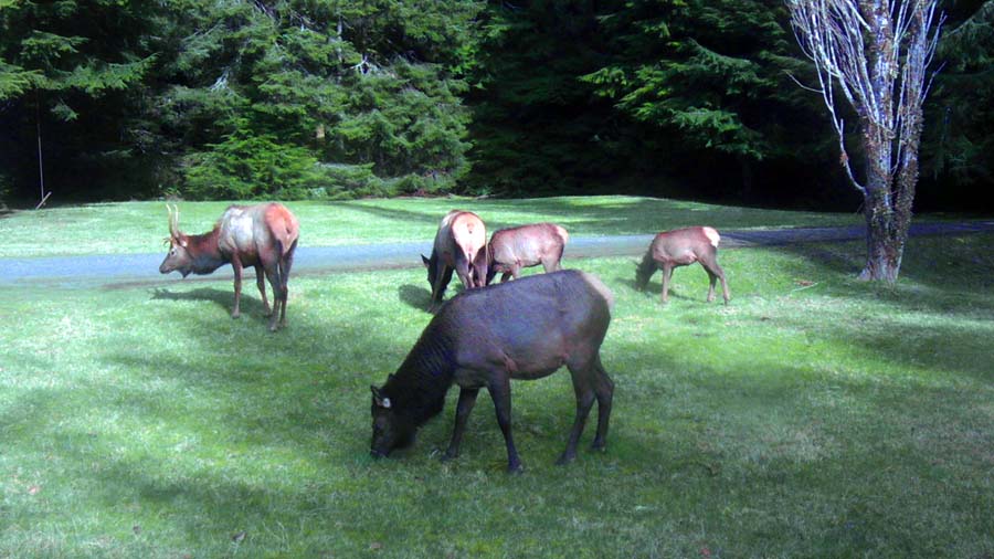 Elk come out of the national park to graze on the lawn
